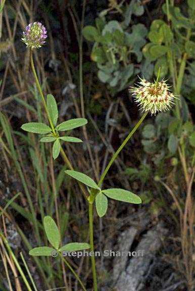 trifolium ciliolatum 1 graphic